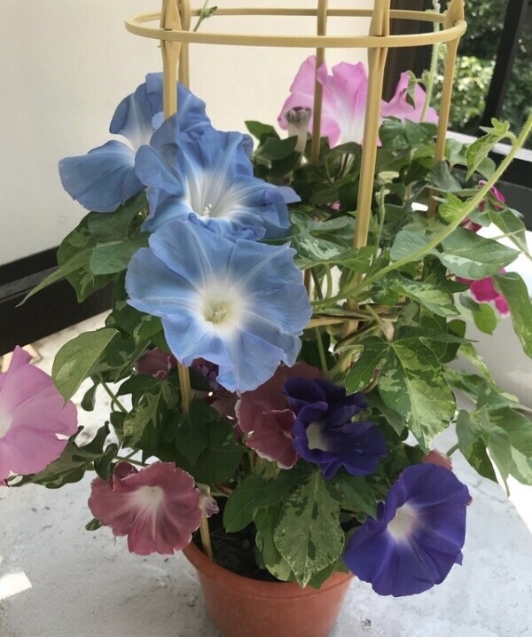今朝も