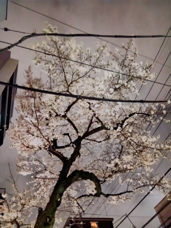 桜の開花