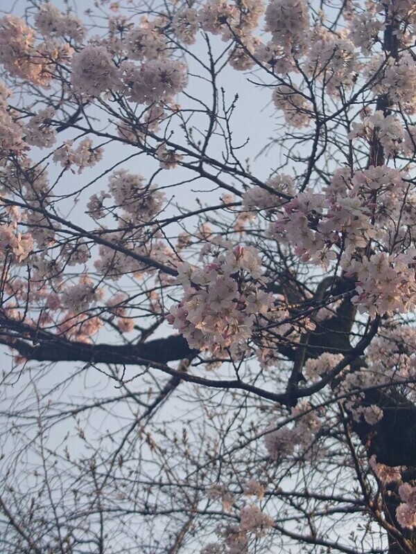 明日🌸