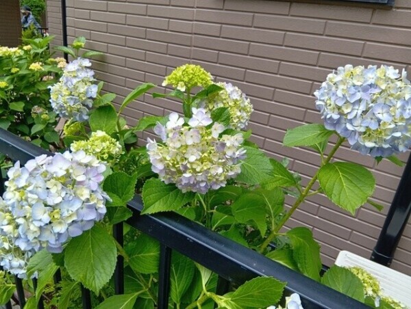 こんにちは♪