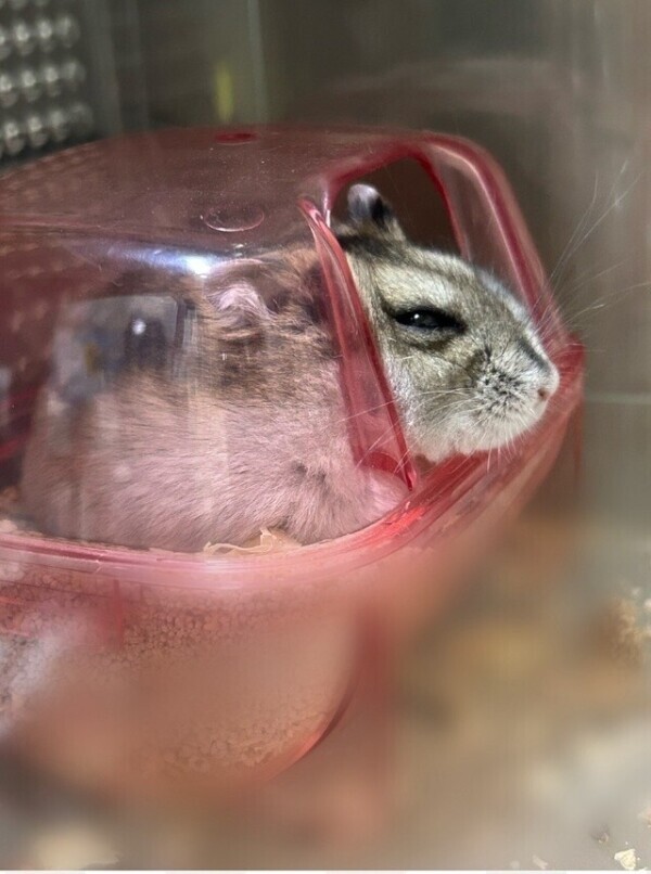 久しぶりに🐹