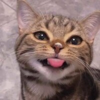 しゅり
