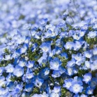 みほの