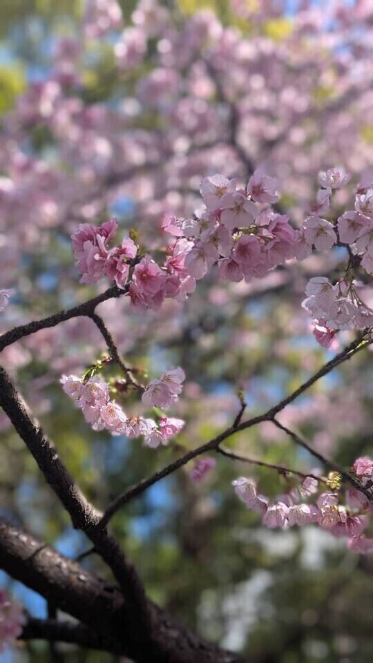 明日出勤します❣️