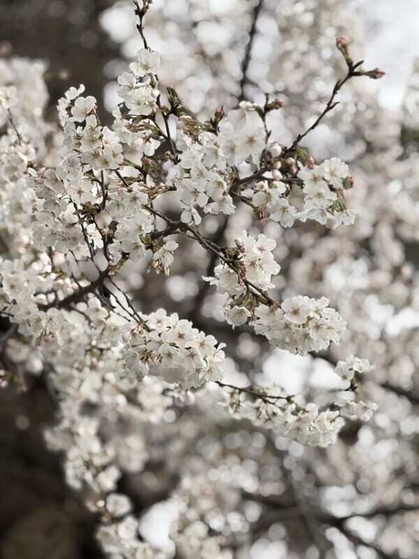 花も酒も🌸🍺