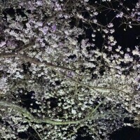 ふぶき