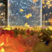 少しでも癒されたいお兄さんたちへ