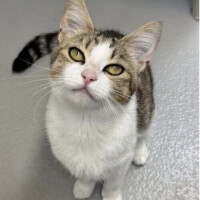 本日もいます