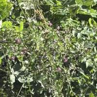 なんで花ばかり？？