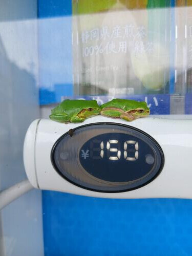 🐸