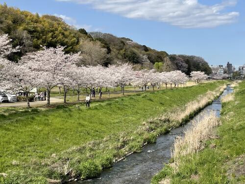 桜満開❣️