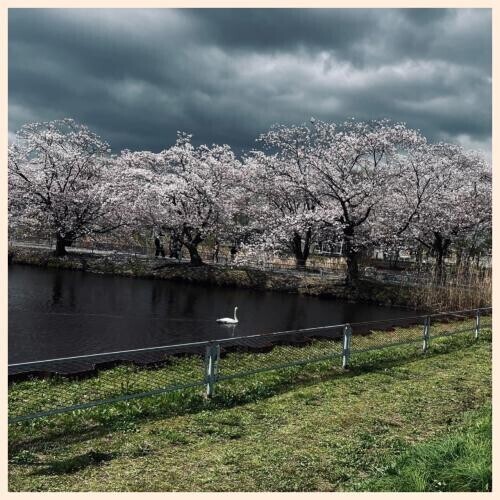 桜吹雪