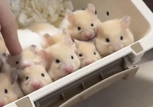 ハムスター先生🐹