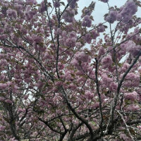 芹沢かな