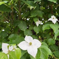 s.sさま