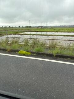 m.yさま