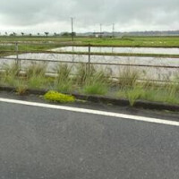 m.yさま