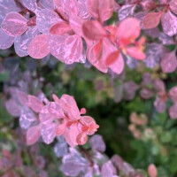 t.sさま