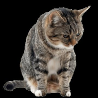 ゆの