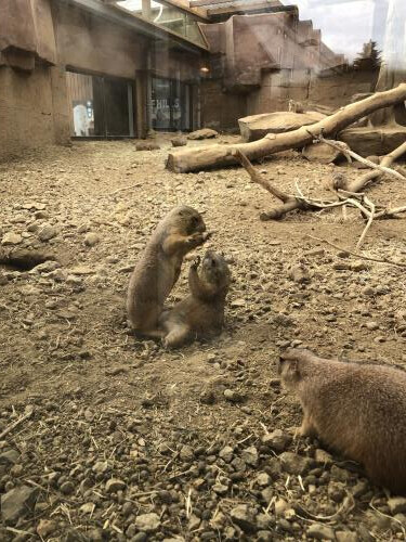 お礼です