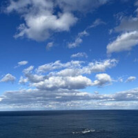 芹沢かな