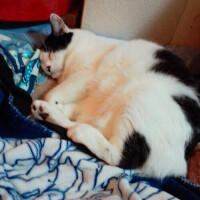 堺あき
