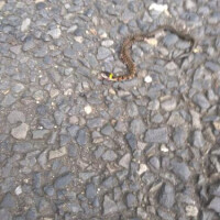 ヤマカガシ🐍