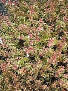 お花の写メ日記🌷