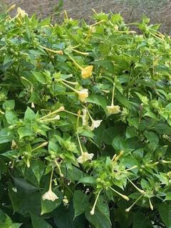 10/20お礼♡Sさま