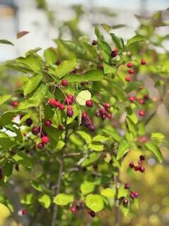 10/22お礼♡福島からSさま