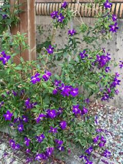 10/24お礼♡k.tさま