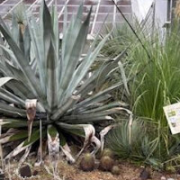 ゆりこの植物天国✨