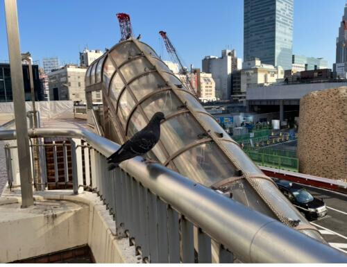 都会のハトは太々しい