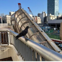 都会のハトは太々しい