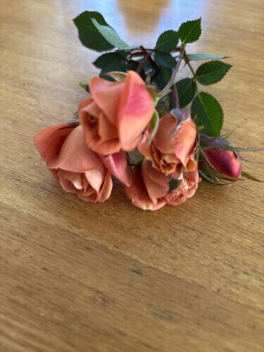 ミニバラ　テディベア🧸　