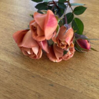 ミニバラ　テディベア🧸　