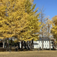 今日は11時からになりました^_^