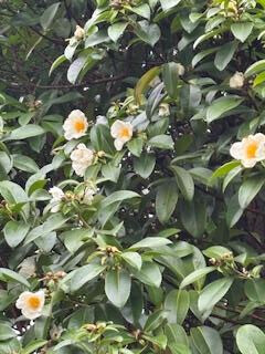 11／20お礼♡hさま