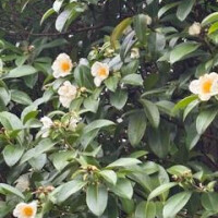 11／20お礼♡hさま