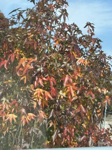 11/22お礼♡s.tさま