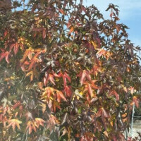 11/22お礼♡s.tさま