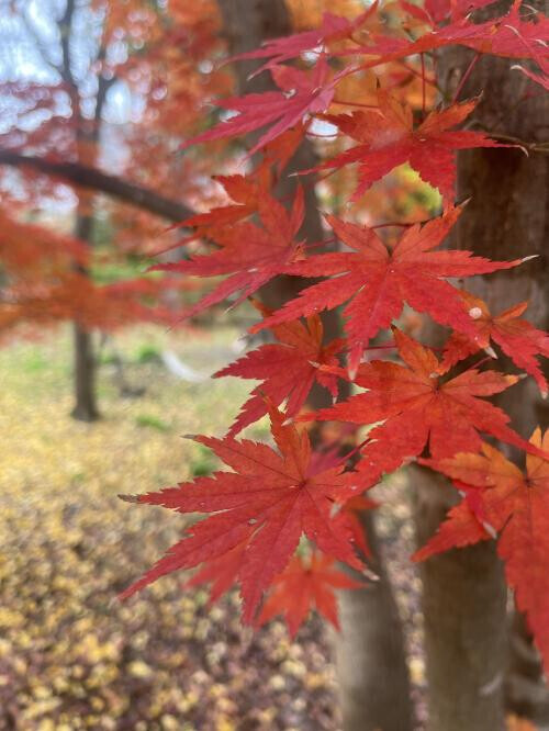 本日もおやすみ