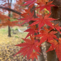 本日もおやすみ