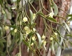 本日も出ています♪