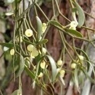 本日も出ています♪