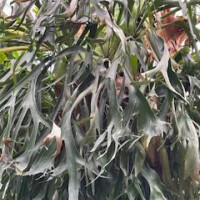 12/7お礼♡Sさま