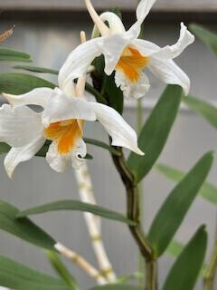 12/9お礼♡tさま