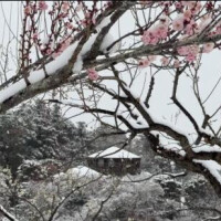 犬は喜び庭駆け回るショッピング