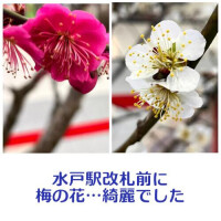 🍀写メ日記をみていただいてた皆様へ🍀