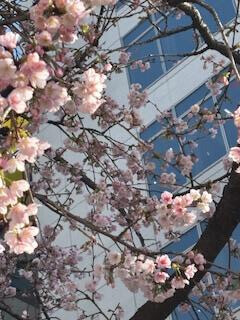 ひと足早い開花は…🌸